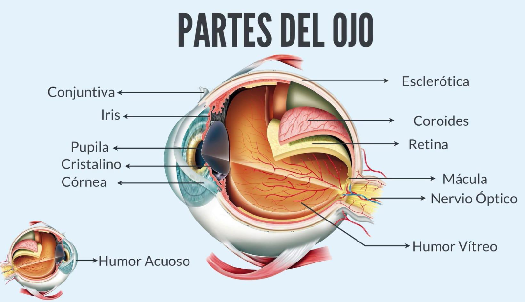 Enfermedades oculares